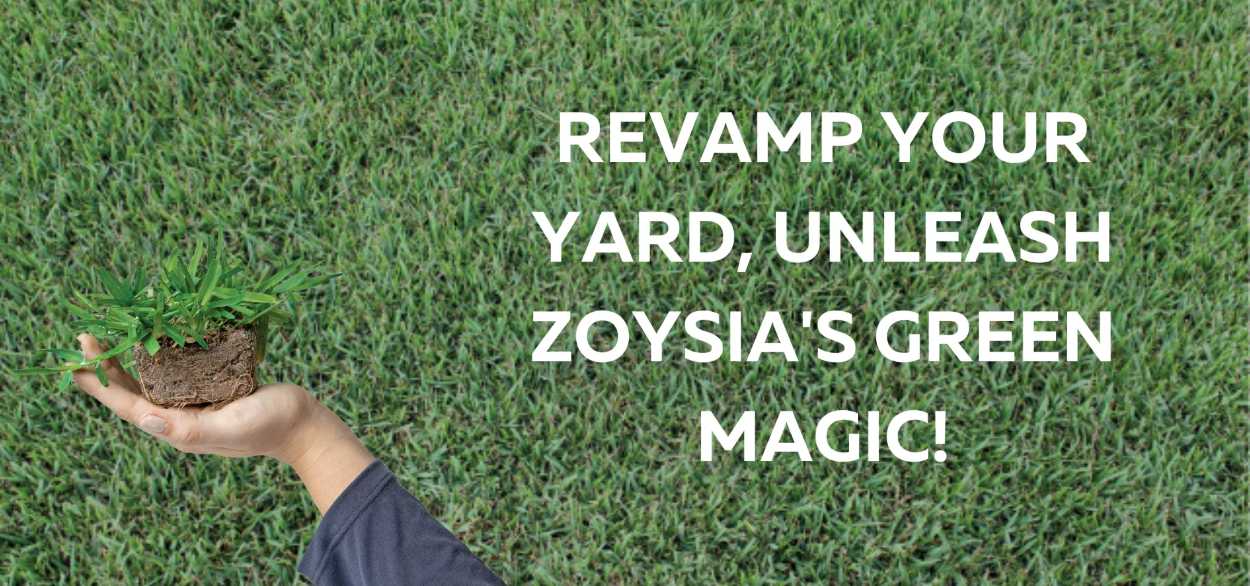 Benefits of Planting Zoysia Grass