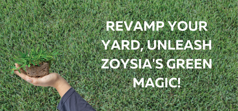 Unlock the Green: The Alluring Benefits of Planting Zoysia Grass