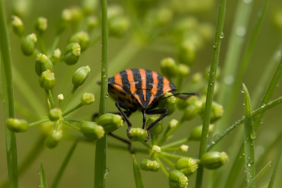 Chinch Bug on Lawn