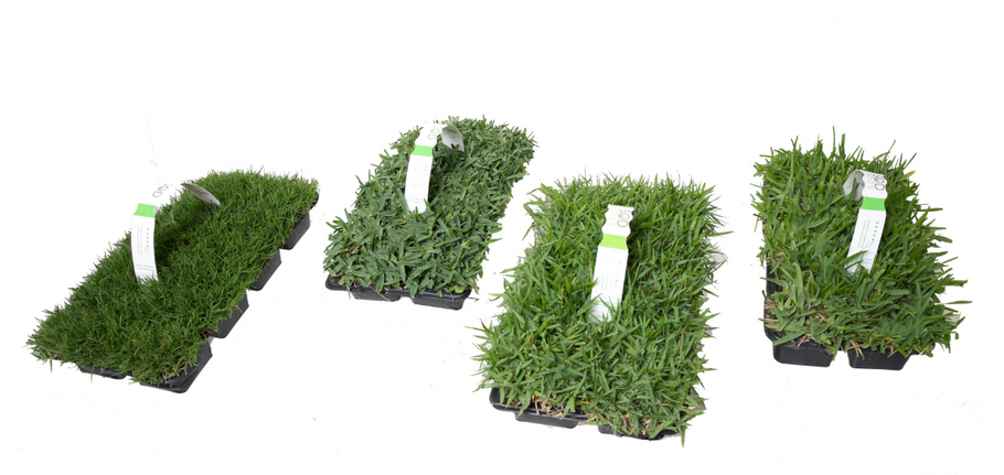 SodPods Grass Plugs: A Time-Saver for Busy Home Gardeners