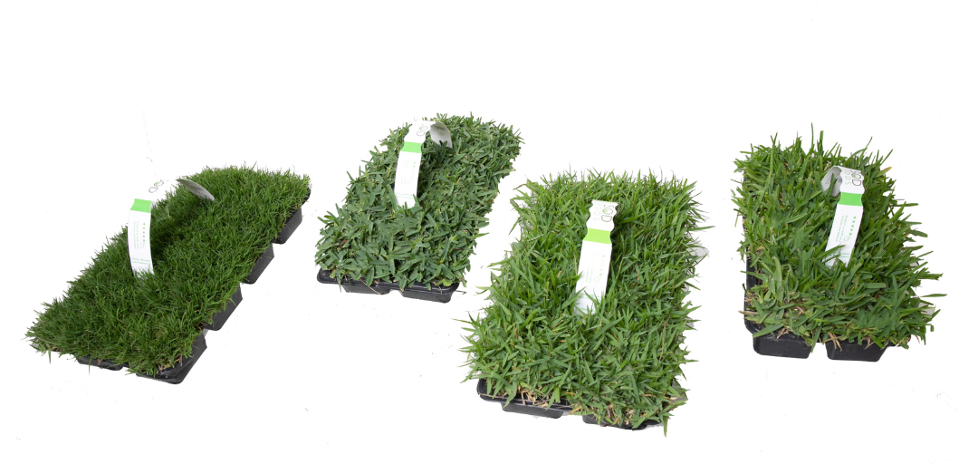 SodPods Grass Plugs