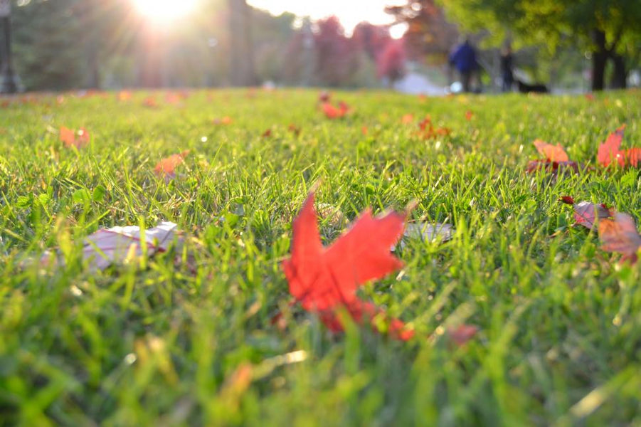 Fall Lawn Care: Strengthen It with Grass Plugs