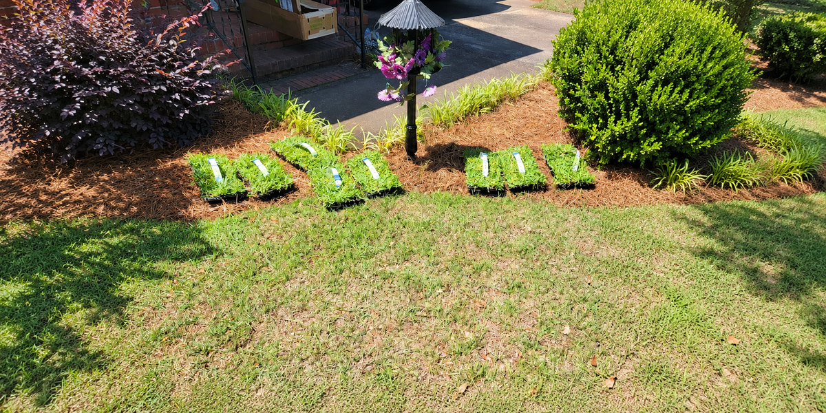 Repair Thin Lawn Areas This Fall: A Simple Grass-Plug Game Plan