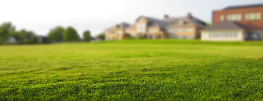 7 Easy Steps to Start a Lawn with Grass Plugs