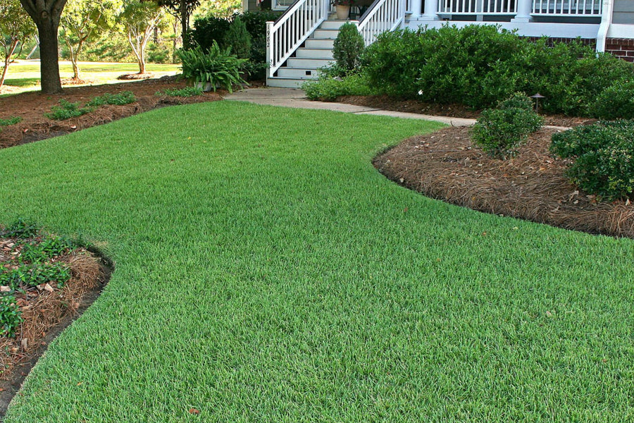 Step by Step Guide: When and How to Plant Zoysia Plugs