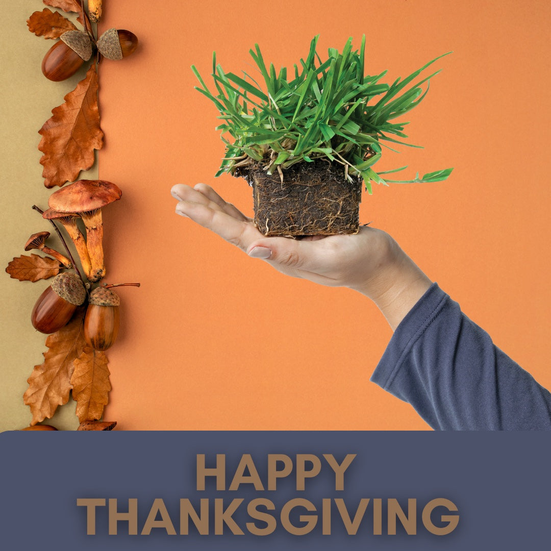 Shield your grass plugs from holiday foot traffic.