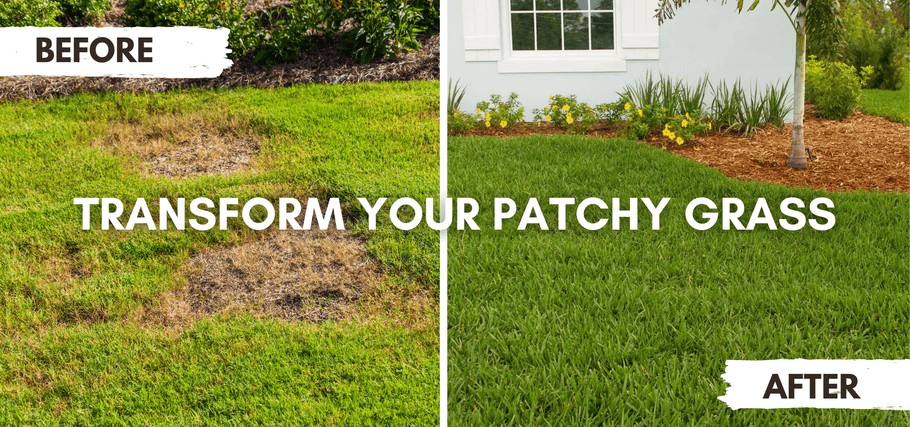 The Magic of Lawn Restoration: Do Grass Plugs Work?