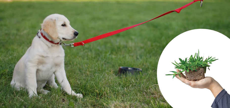 Tackling Dog Pee Lawn Damage with SodPods Grass Plugs