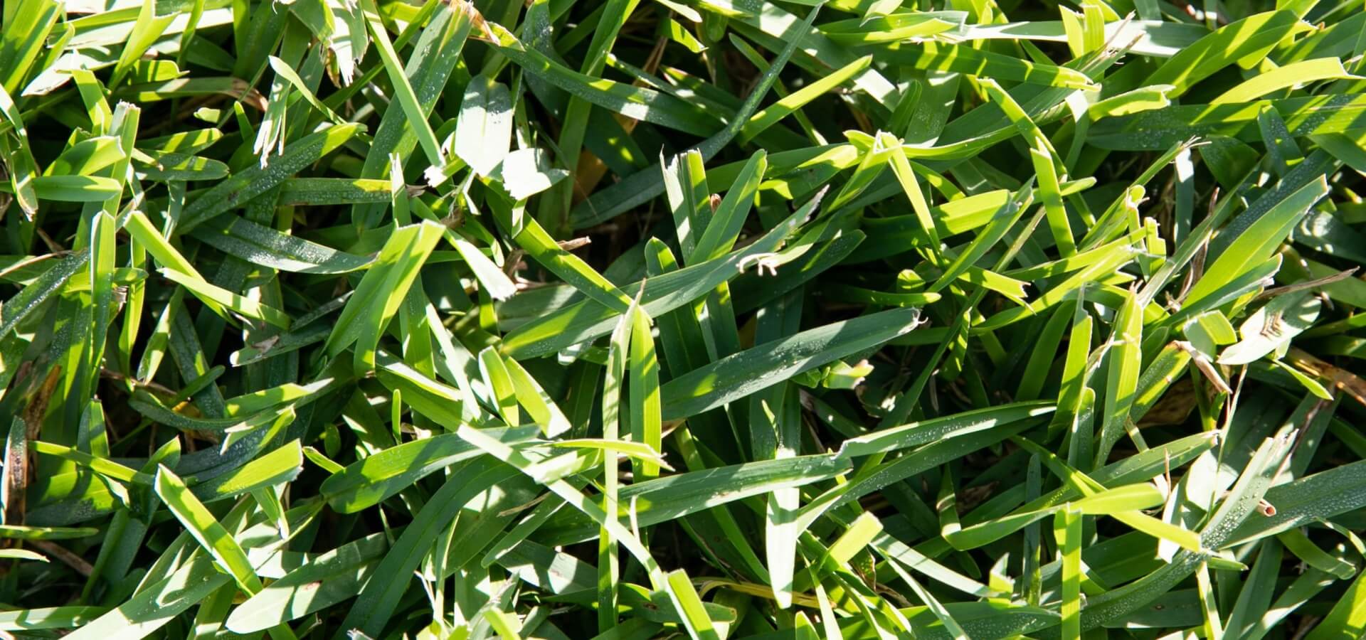 how-to-make-st-augustine-grass-thicker-sodpods