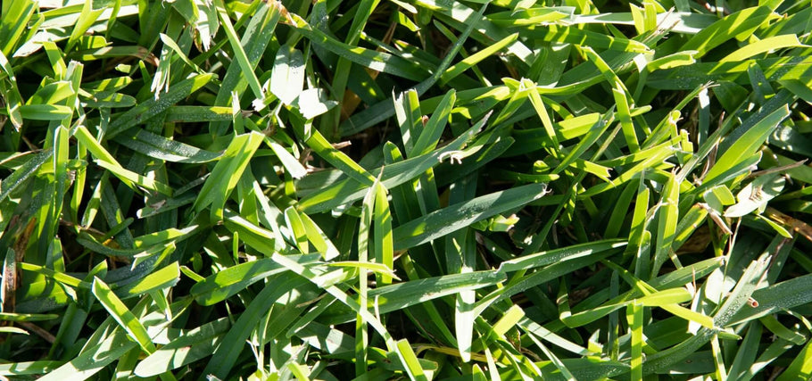 How to Make St Augustine Grass Thicker