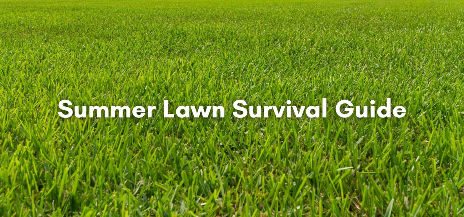 Summer Lawn Survival Guide