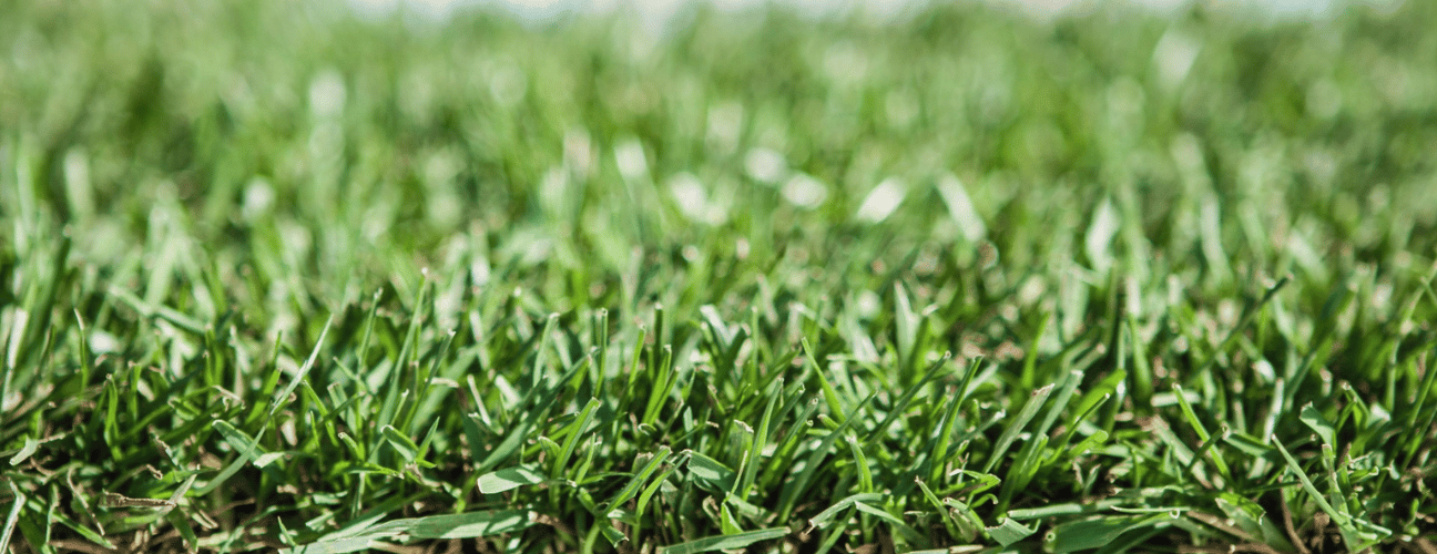 Transforming a Lawn with SodPods