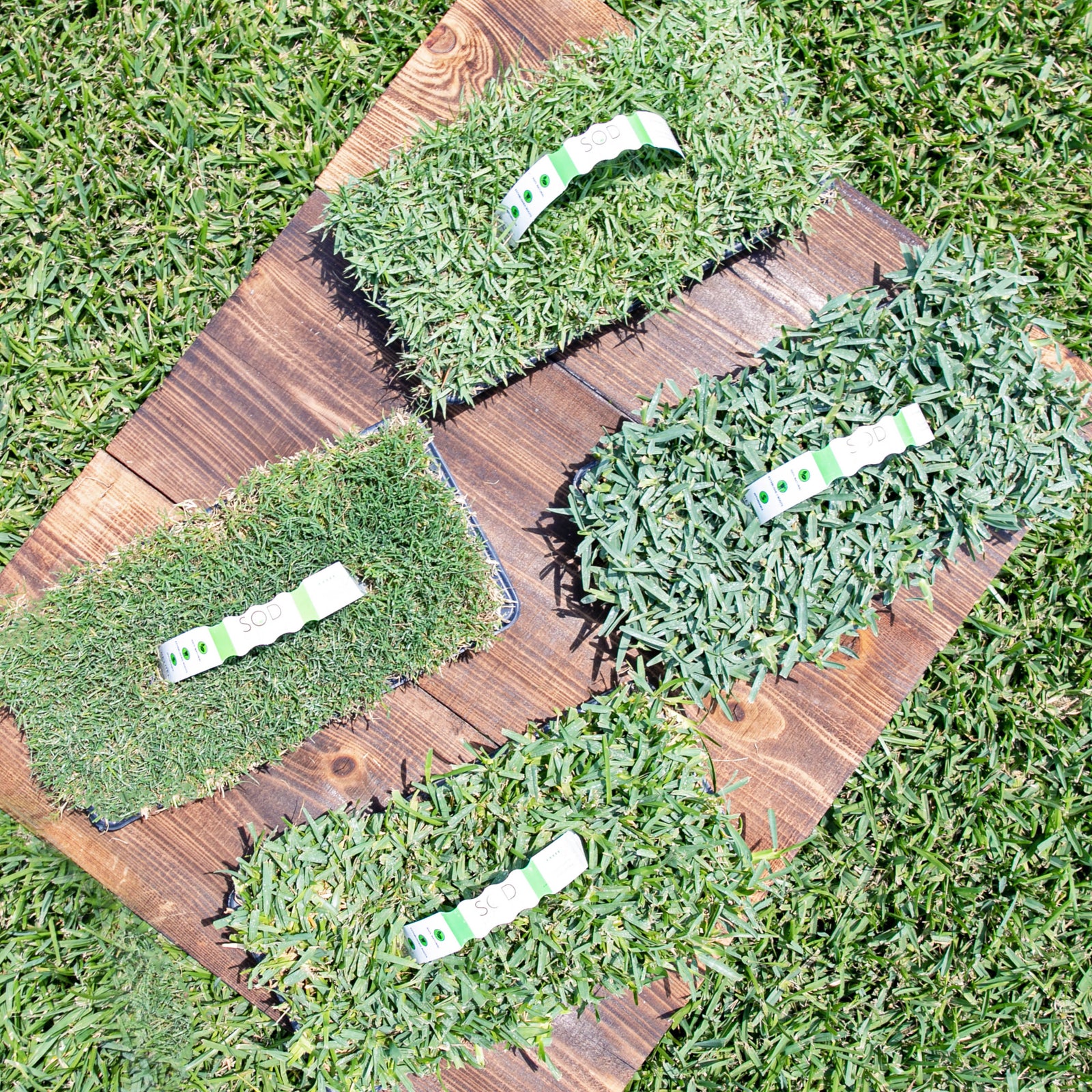 Transform your lawn with Sod Pods' grass plugs - St. Augustine, Bermuda, Zoysia. Expert tips, easy installation, shipped from our family-owned farm. 