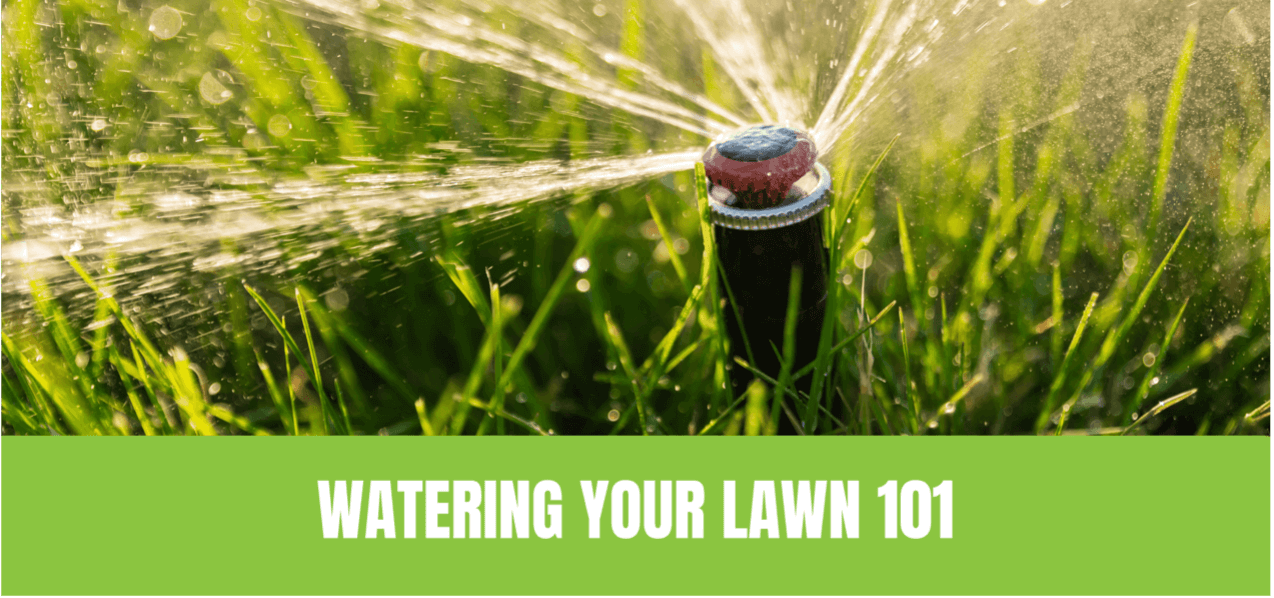 Watering Your Lawn