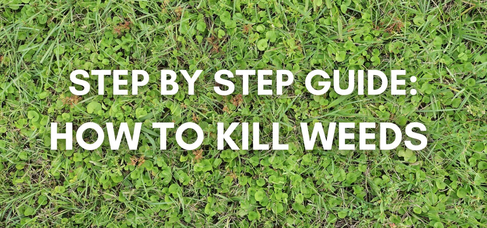 How to Kill Weeds