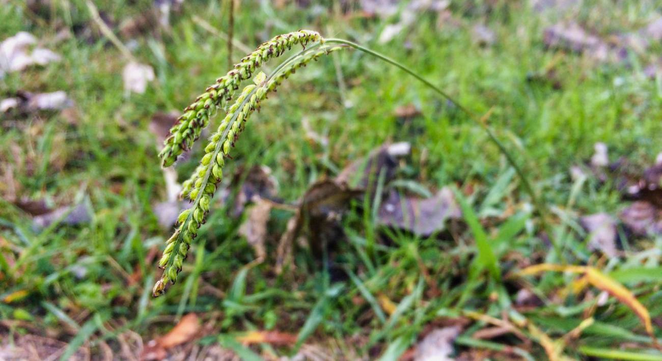 what-kills-dallisgrass-on-lawn