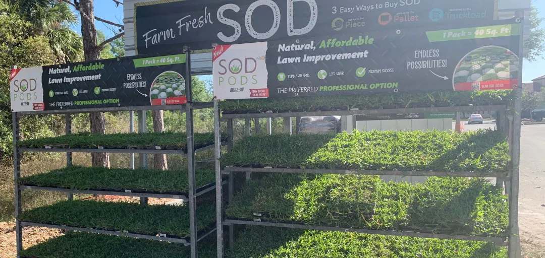 Where to Buy Grass Plugs