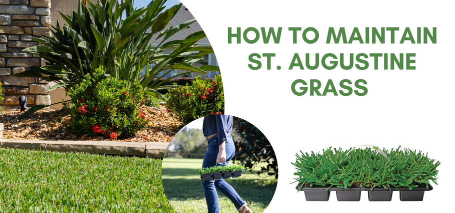 Expert Tips on How to Plant and Care for St. Augustine Grass