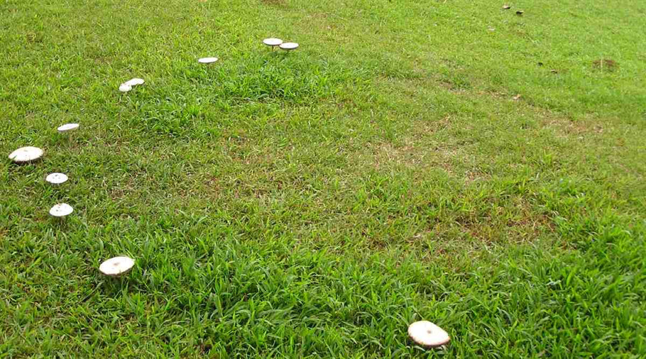 Mushrooms in Lawn: A Sign of Healthy Soil—or Not?