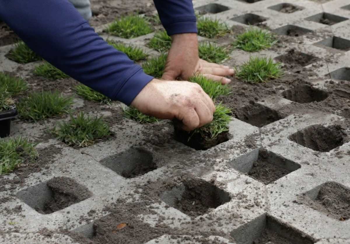 beginner-mistakes-when-planting-grass-plugs