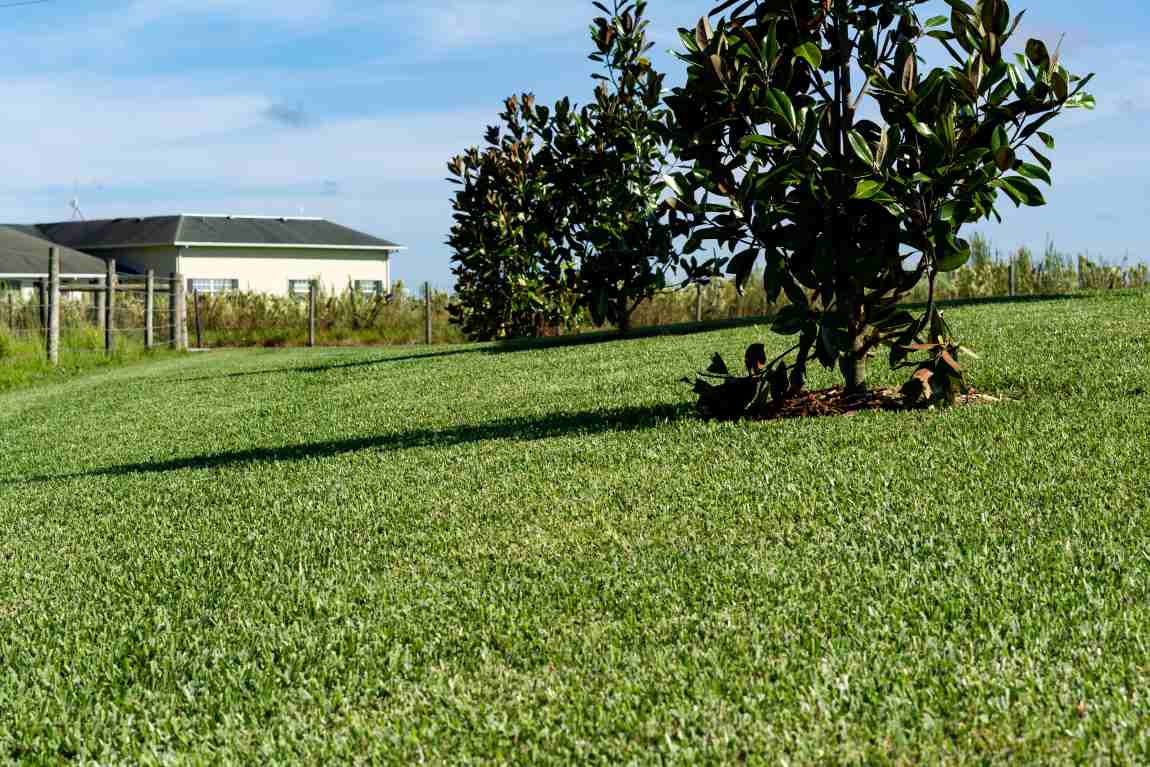 benefits-of-warm-season-grasses