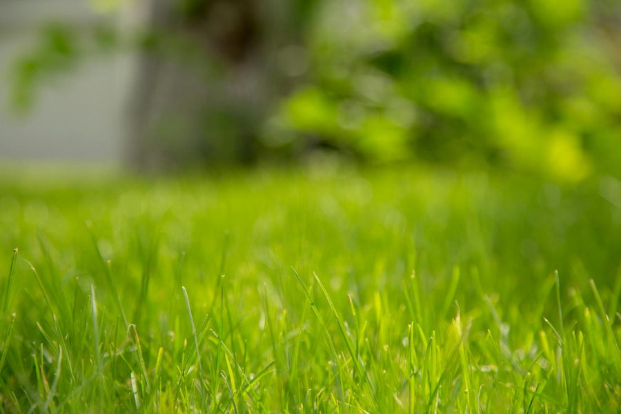 A Beginner’s Guide to Bermuda Grass Sod Plugs
