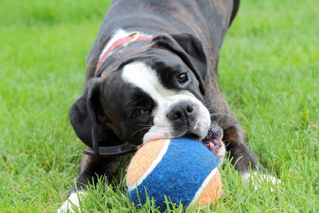 best-grass-for-dog-urine