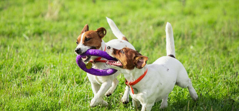 The Best Grass for Dogs — Ranked!
