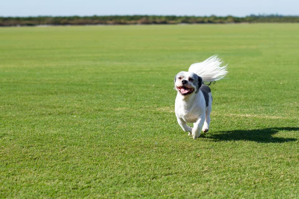 best-grass-for-weed-control