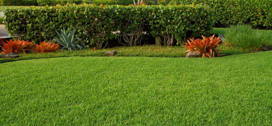 5 Best Types of St. Augustine Grass in Florida