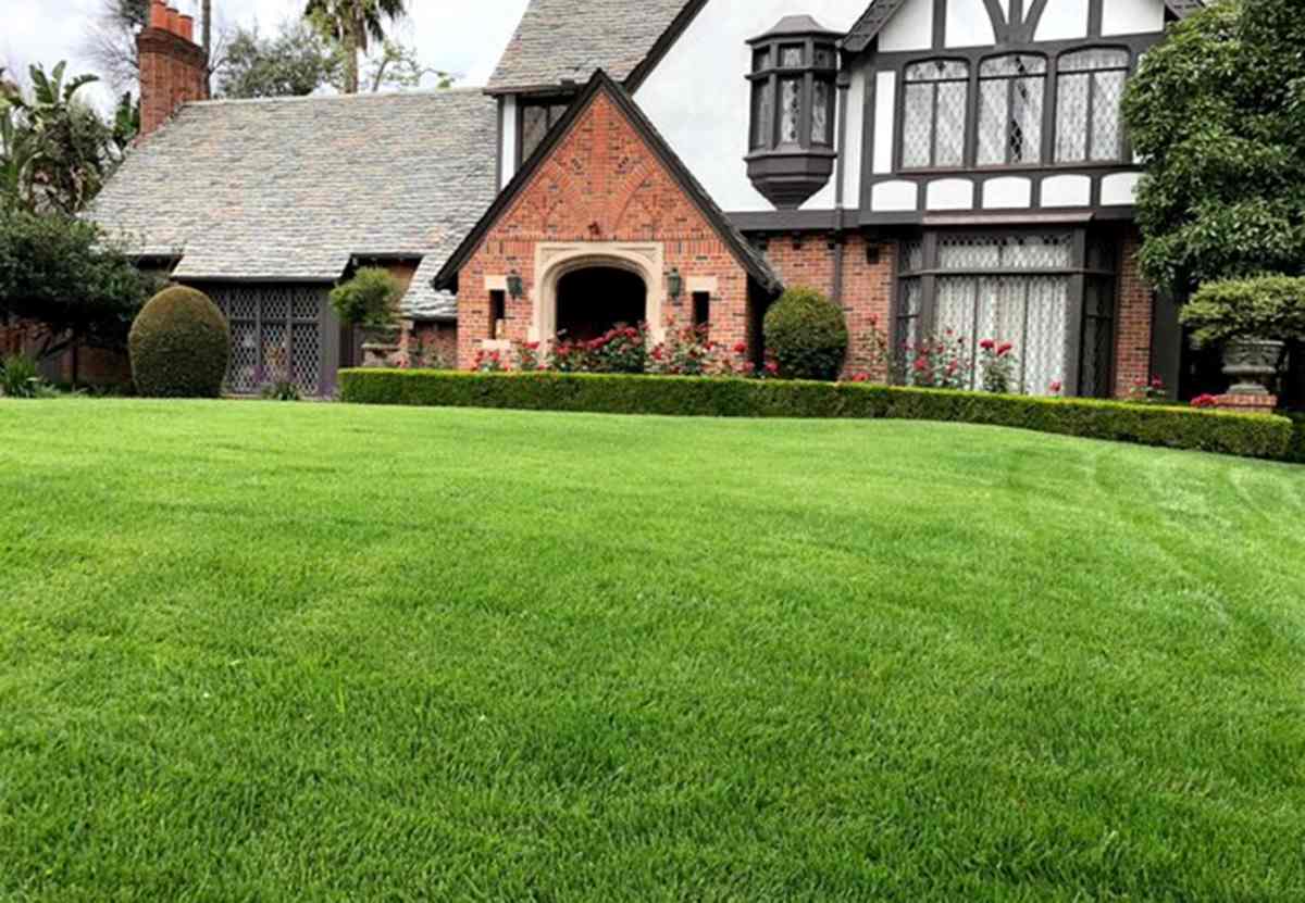 7 Types of Zoysiagrass You Should Know for a Beautiful Lawn