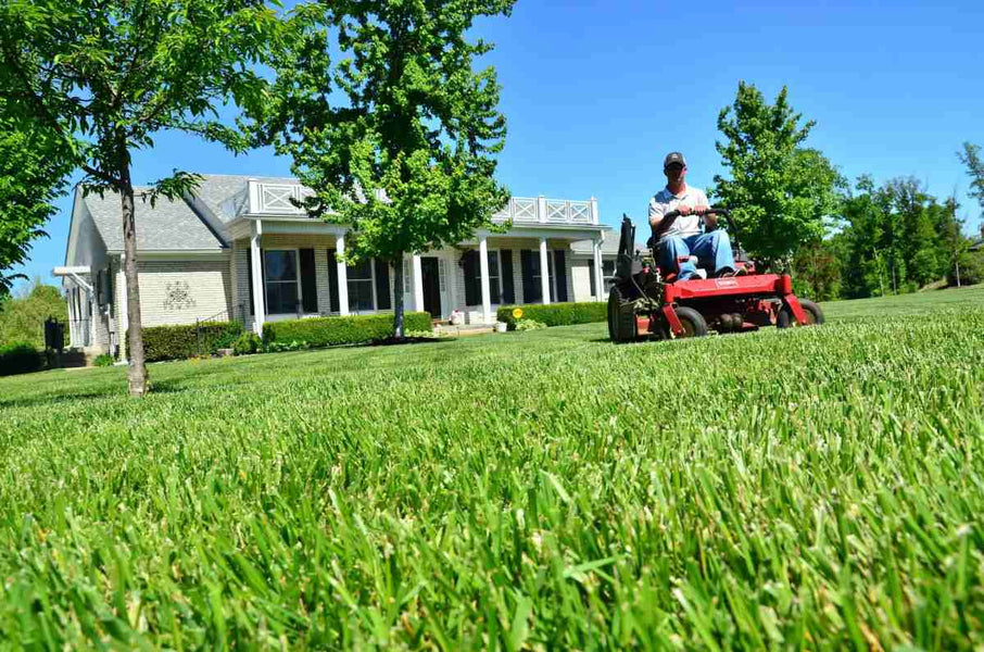 Types of Grass in Florida Homeowners Should Consider