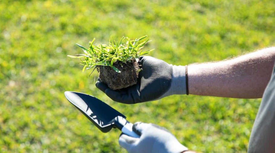 The Ultimate SodPods® Growth Timeline: From Planting to Full Coverage