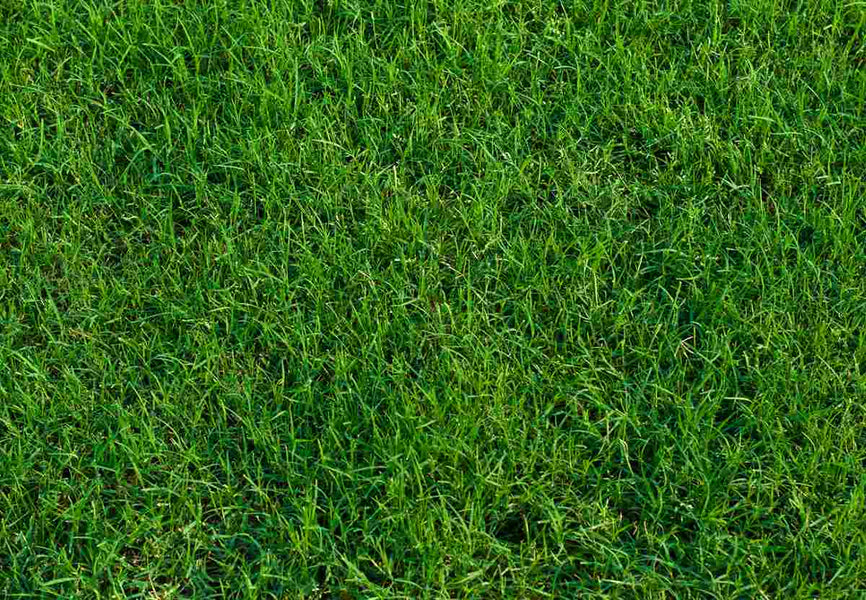 Should You Plant Zoysia and Bermuda Grass Plugs Together?
