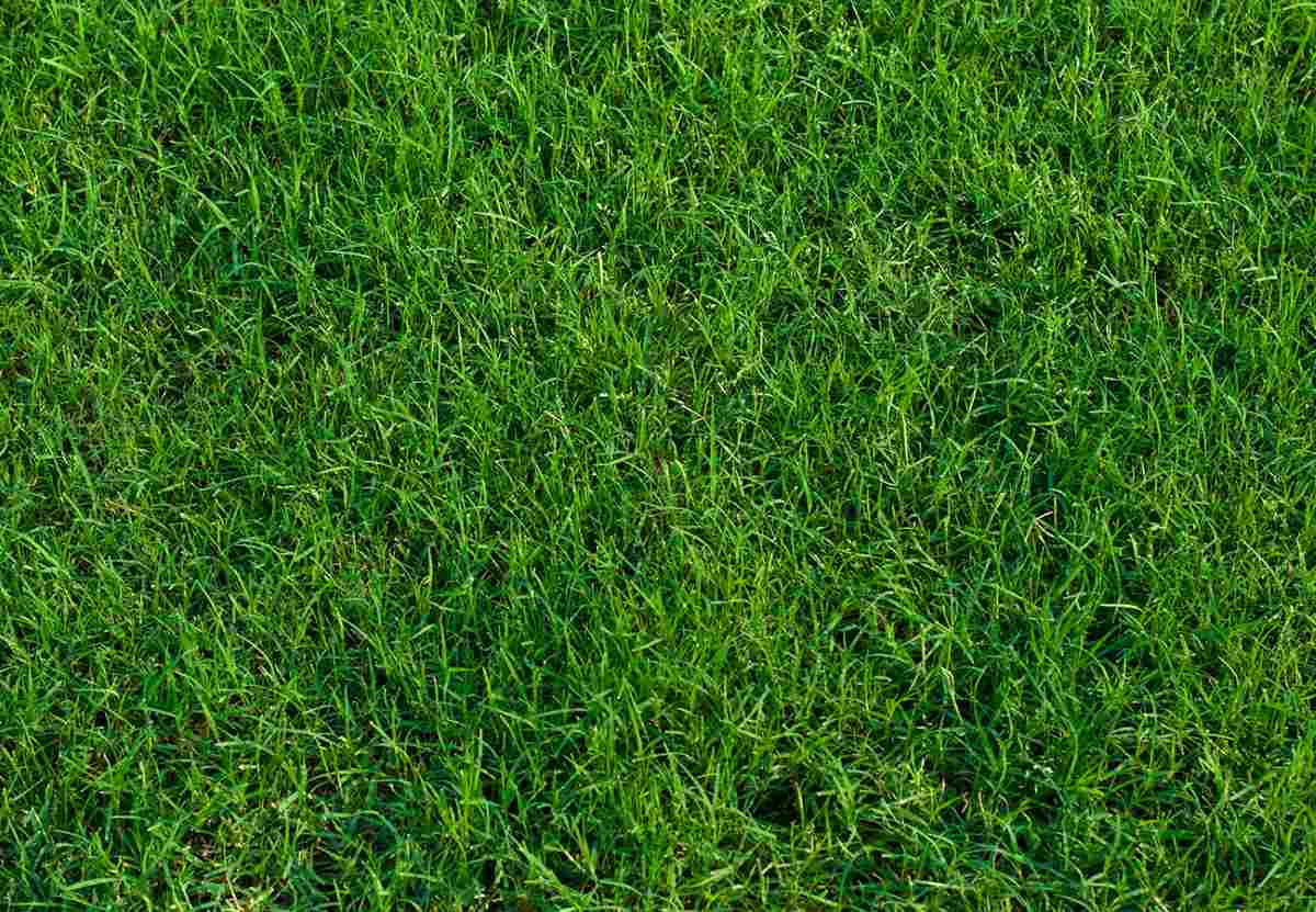 can-you-plant-zoysia-and-bermuda-grass-together