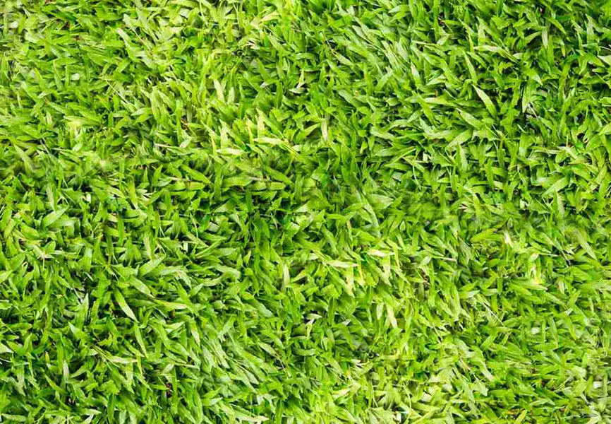 Centipede Grass: Can It Handle Heavy Use?