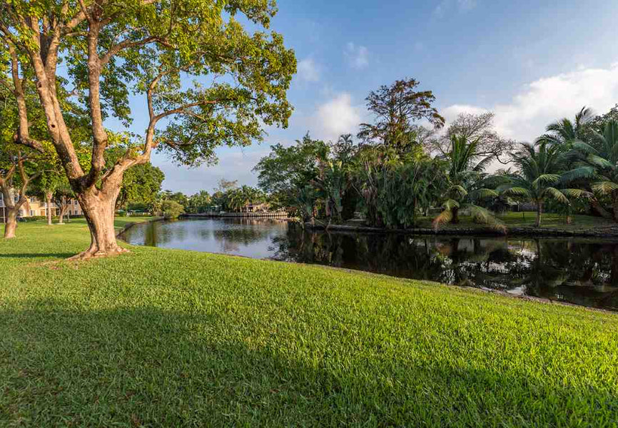 Centipede vs. St. Augustine: Which Is Easier to Maintain?
