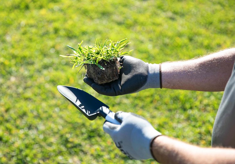 7 Common Challenges with Grass Plugging and How to Fix Them