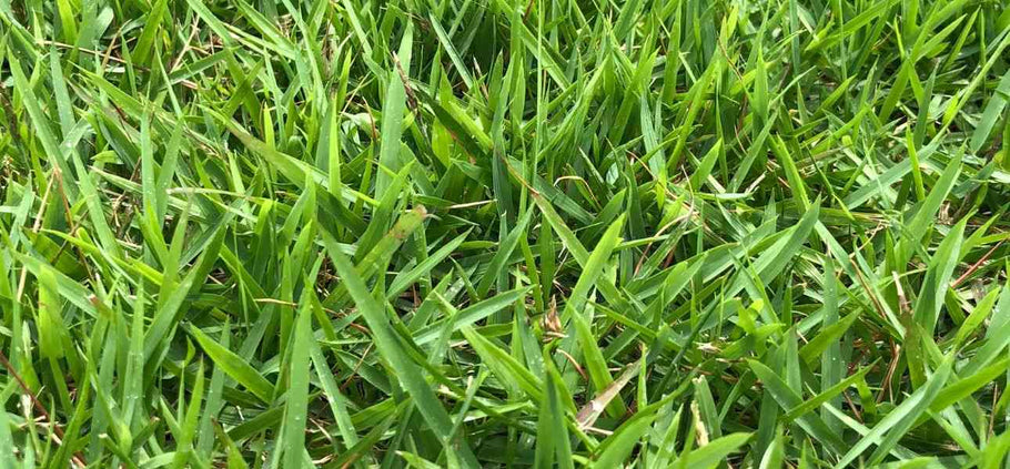 5 Most Common Lawn Diseases in Spring & How to Treat Them