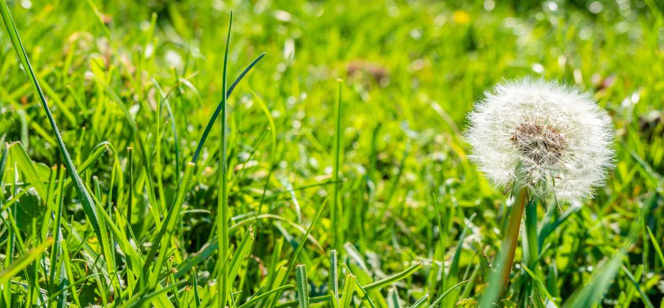 common-weeds-in-spring-control-tips