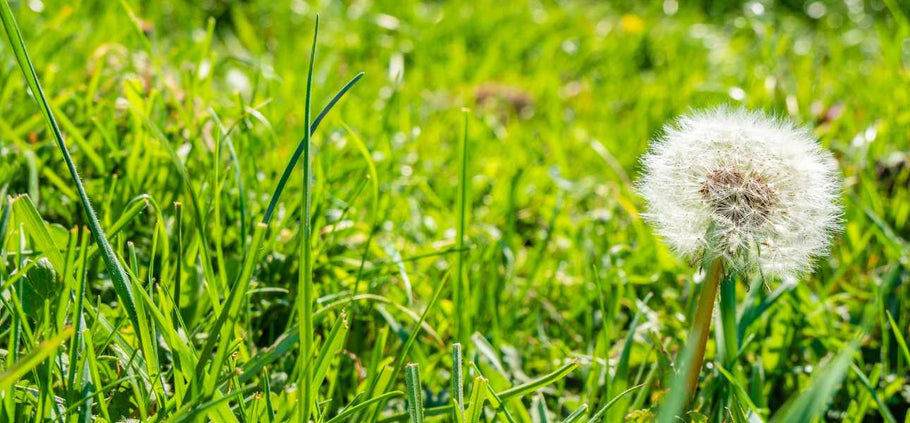 8 Common Weeds in Spring and How to Control Them