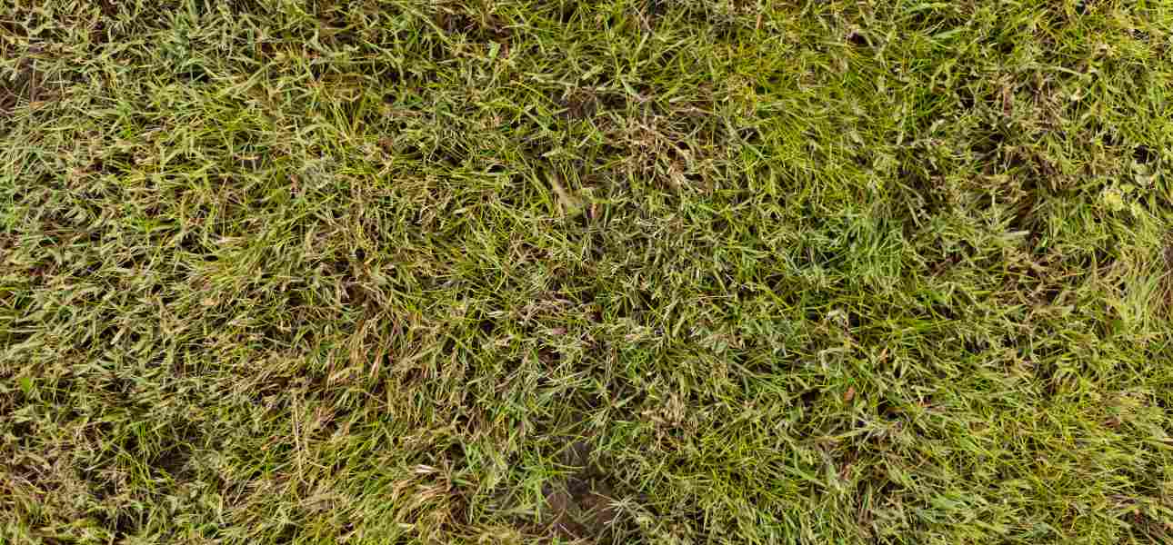 3 Most Common Zoysia Grass Diseases & How to Treat Them - SodPods®