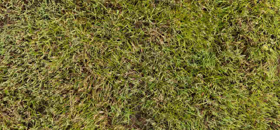 3 Most Common Zoysia Grass Diseases & How to Treat Them