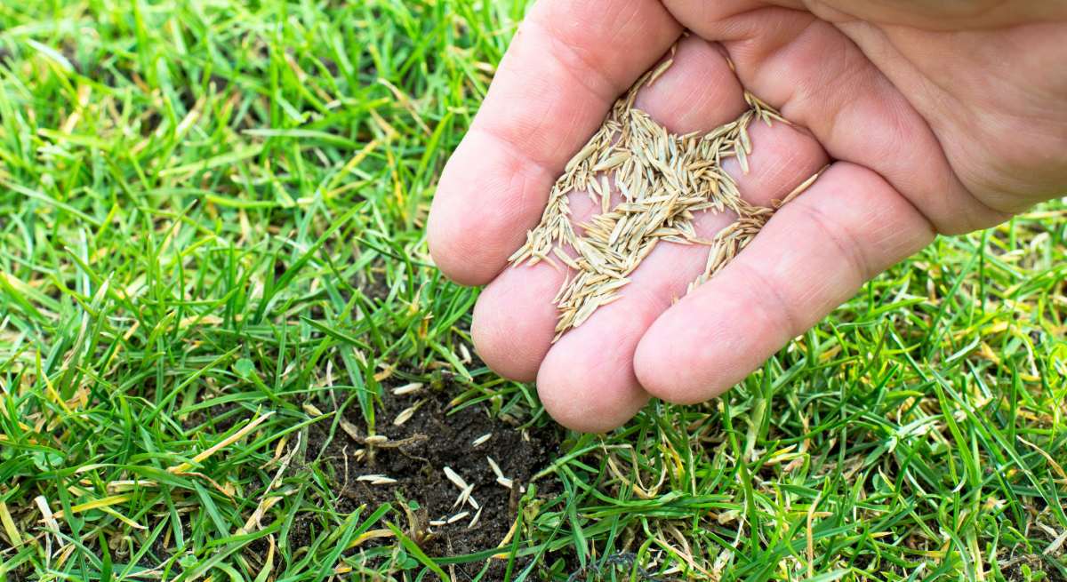 does-grass-seed-go-bad