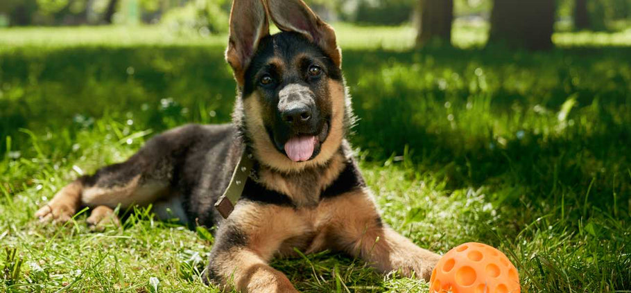 Is Zoysia Grass Dog-Friendly?