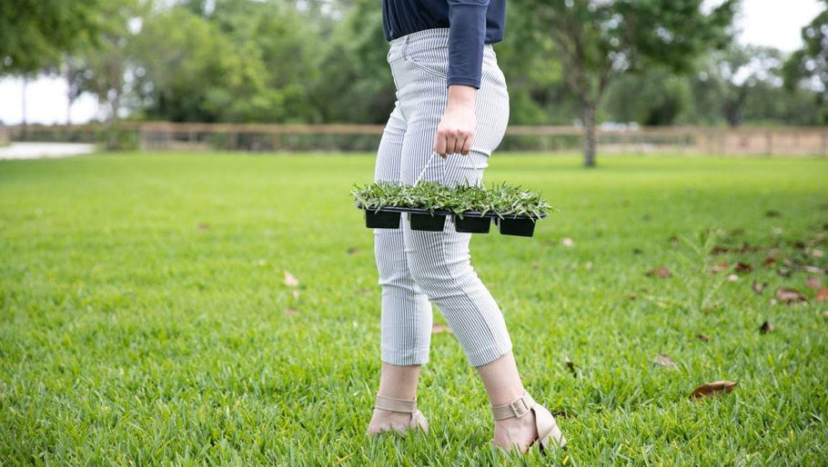 Top Grass Varieties for Sod Plugs and Their Benefits