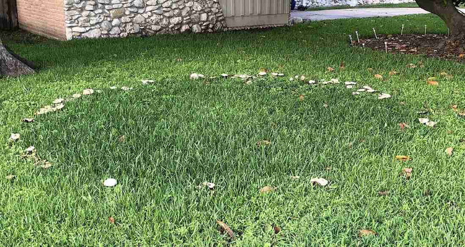Why Fairy Rings Appear After Heavy Rain and What to Do Next