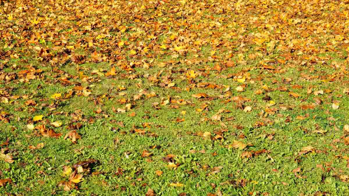 fall-lawn-care-tips-maintenance