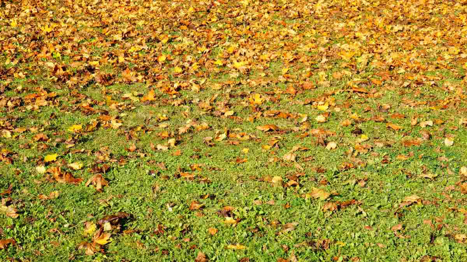 5 Fall Lawn Care Tips to Protect Your Grass