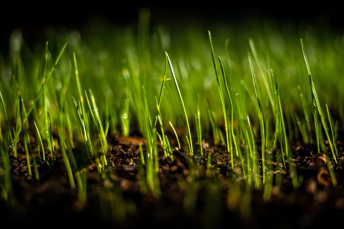 grass-growing-from-soil